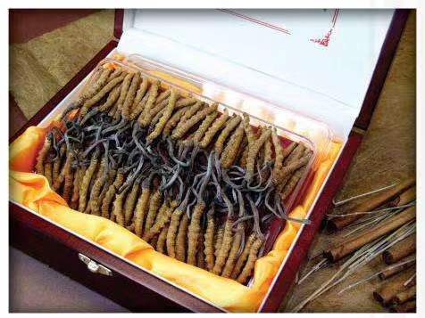 响水镇冬虫夏草回收